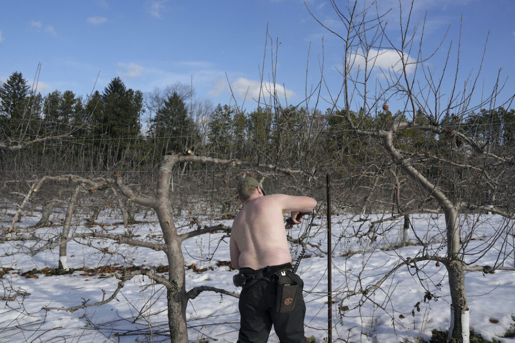 Man med bar överkropp och keps klipper fruktträd utan löv, över snötäckt mark.
