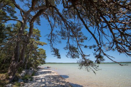Hängande tallkrona från strandkanten av en turkosfärgad sjö.