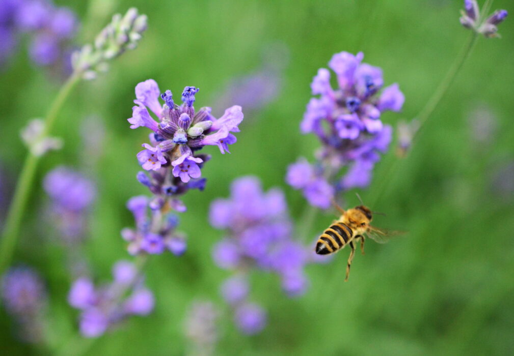 Närbild på flygande bi och lavendelblommor.