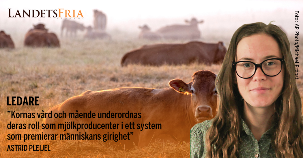 Bildbyline med en liggande ko i bakgrunden.