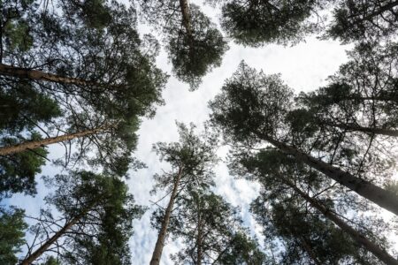Tallkronor i skog mot himlen fotade nerifrån.