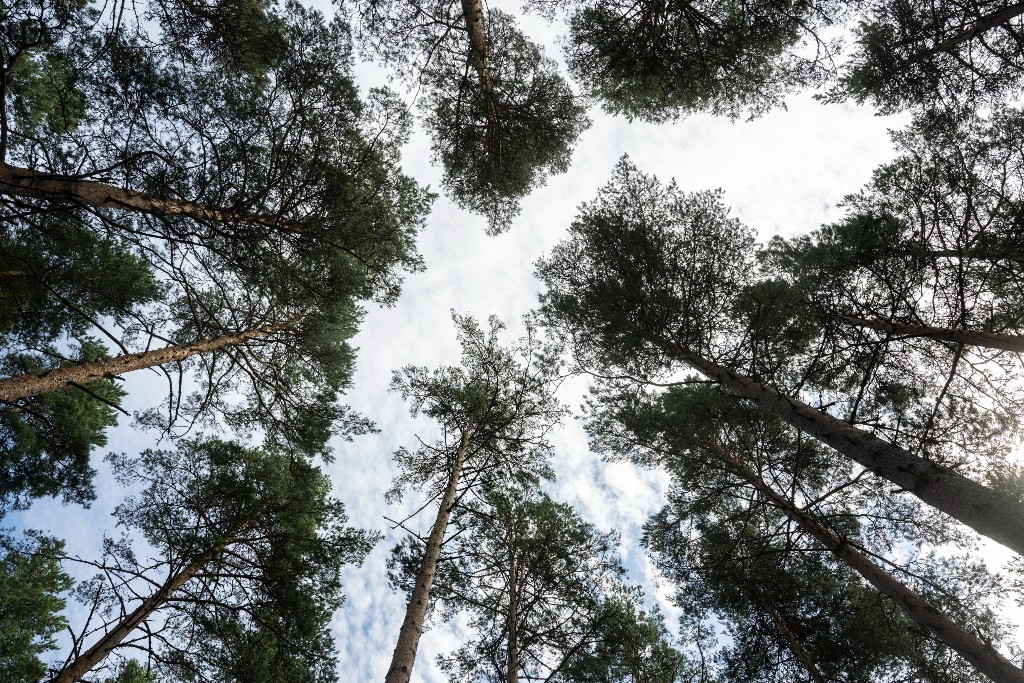 Tallkronor i skog mot himlen fotade nerifrån.