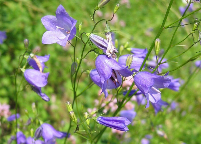 Liten blåklocka.