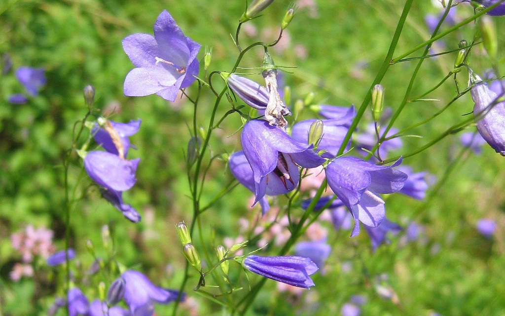 Liten blåklocka.