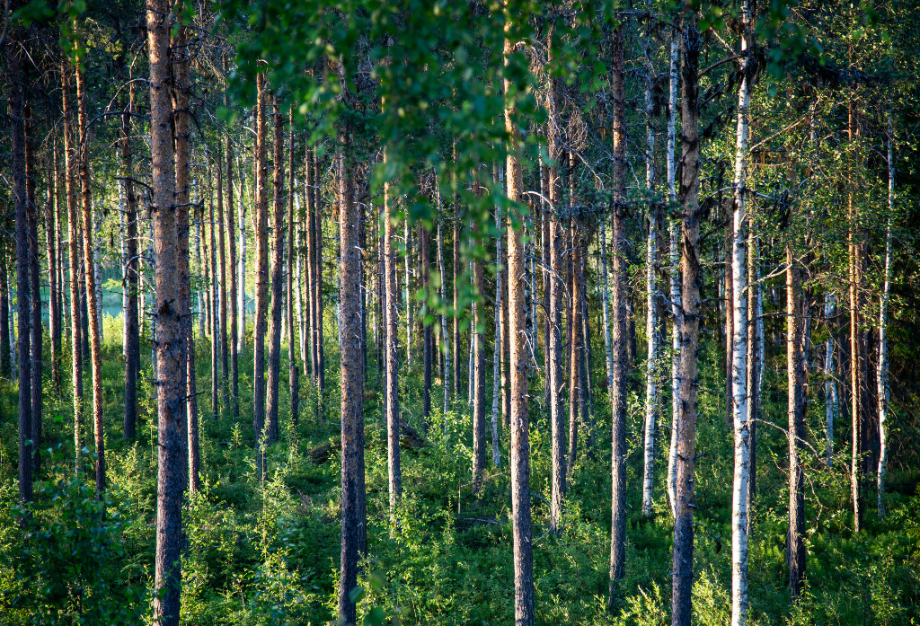Blandskog.