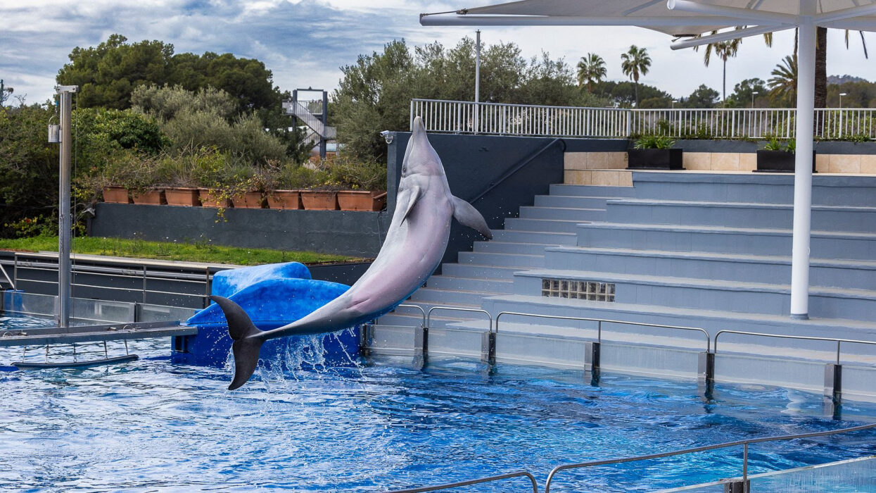 Delfin