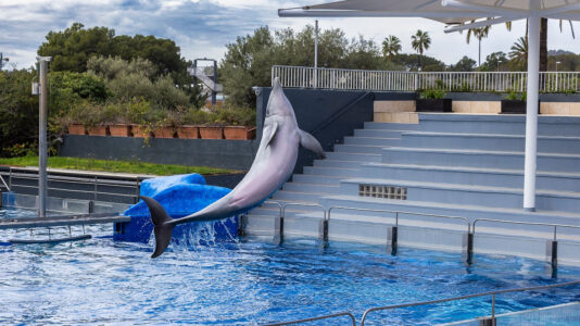 Delfin