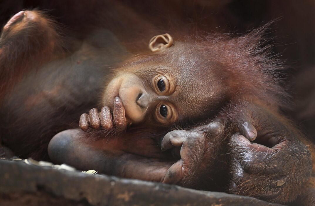 Orangutangunge.