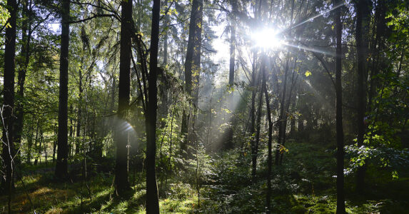 Skog