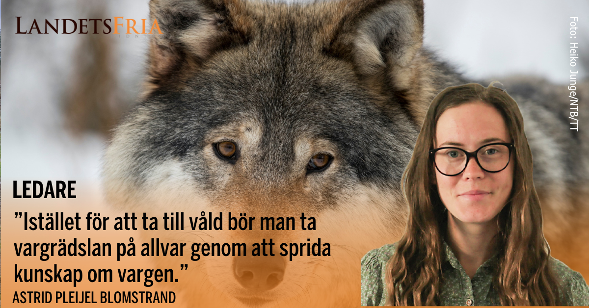 En varg. Skribenten i förgrunden.