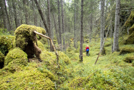 Skog