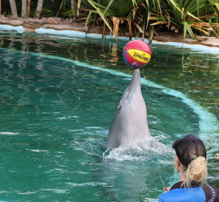Delfin balanserar boll på nosen.