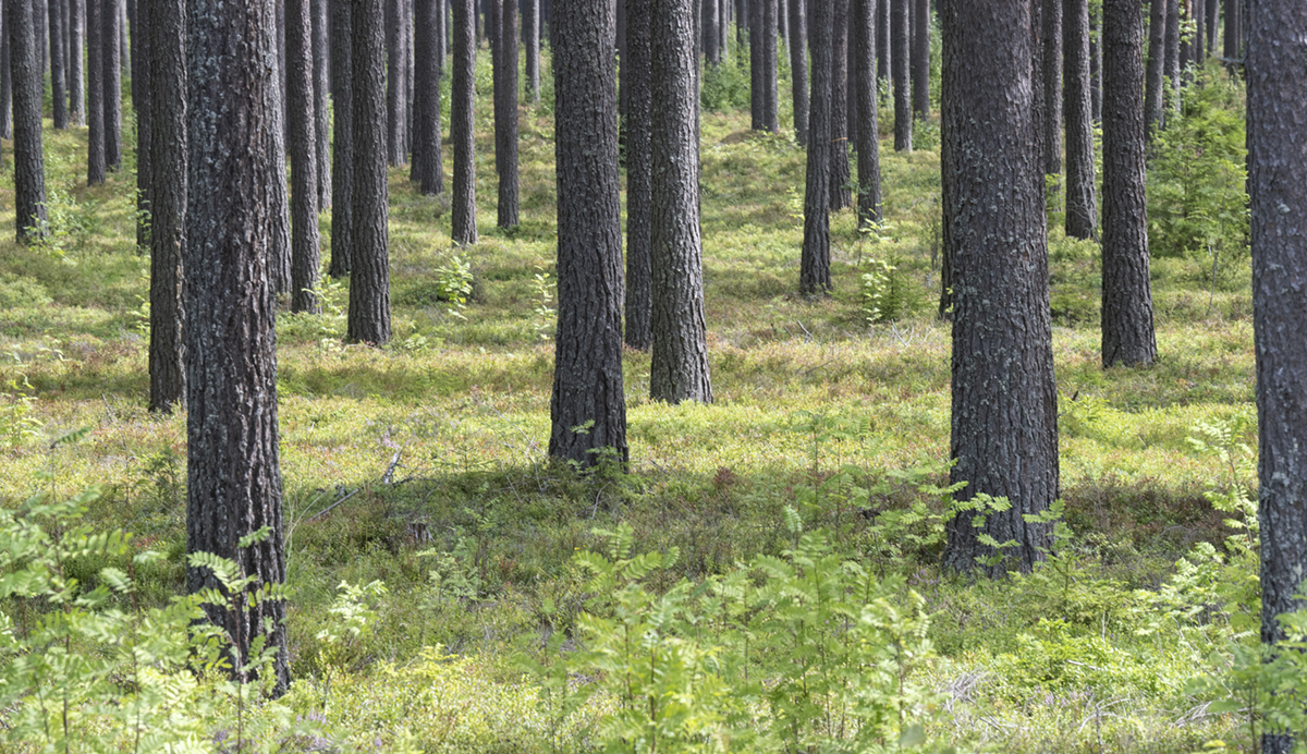 odlad skog med raka stammar