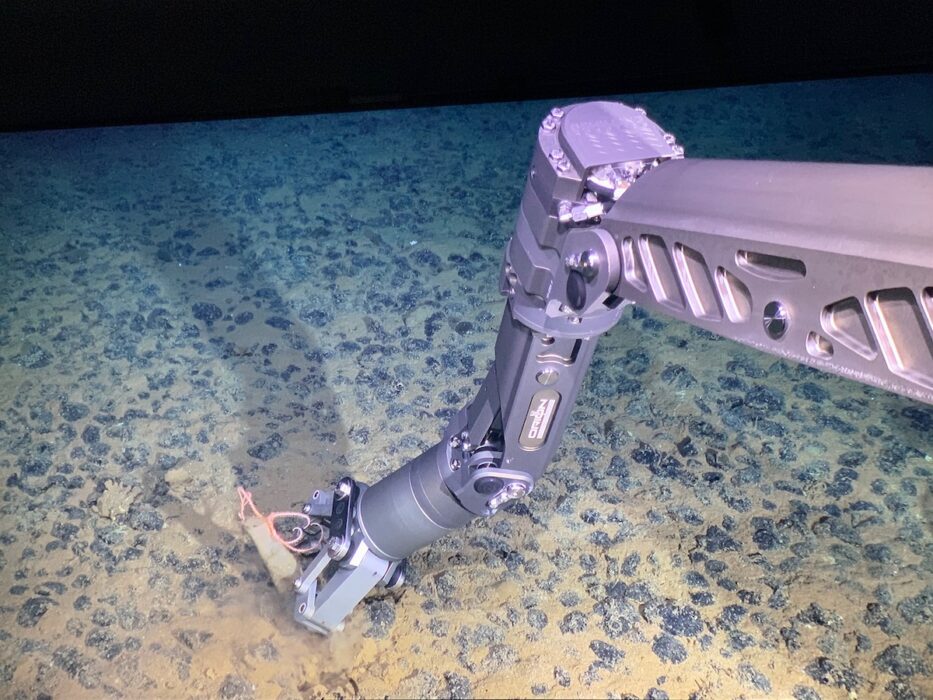 En undervattensrobot tar ett prov av ett djuphavssvampdjur.